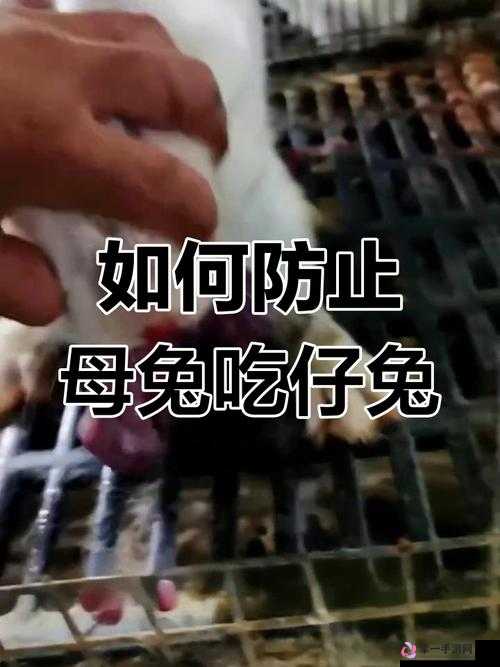 咬小兔兔是站着还是躺着？姿势揭秘：影响舒适度的关键因素